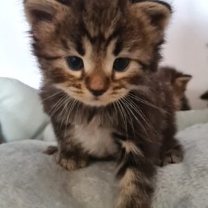 chat sibérien elevage occitanie france