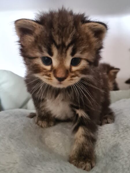 chat sibérien elevage occitanie france