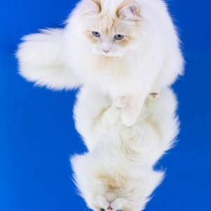 chat siberien neva masquerade